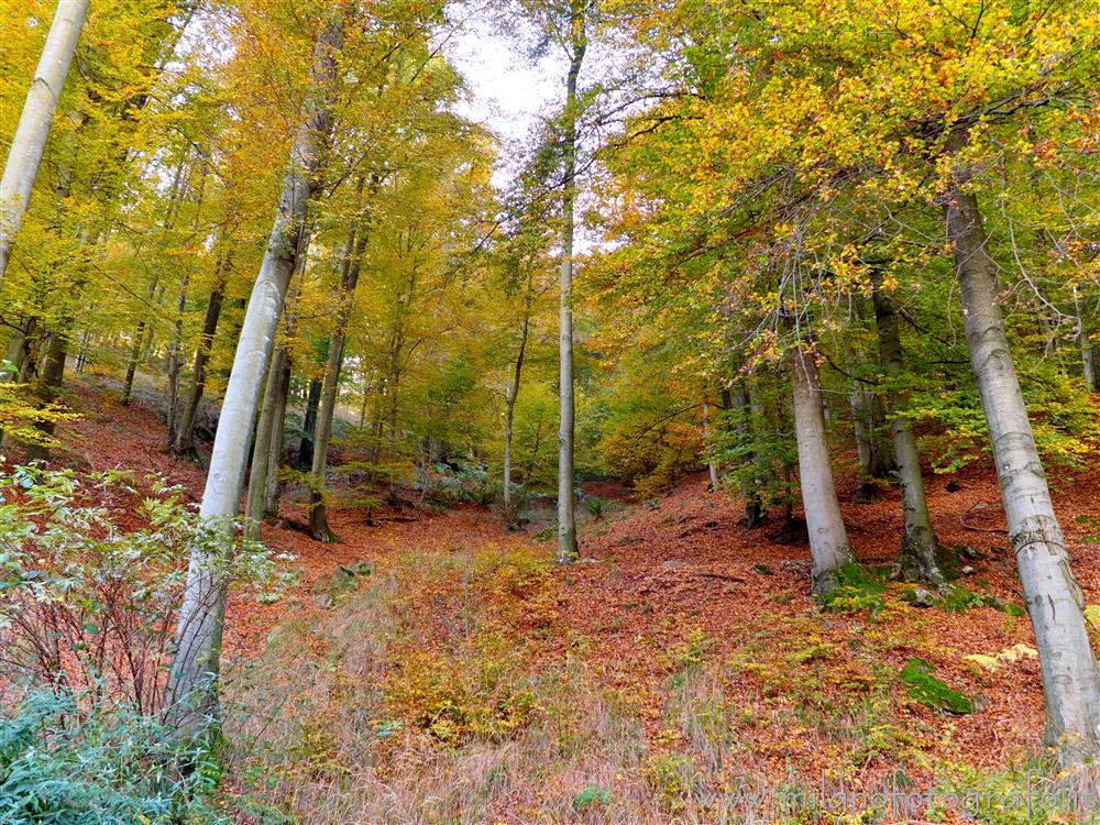 Campiglia Cervo (Biella) - Colori autunnali lungo la strada per il Santuario di San Giovanni di Andorno